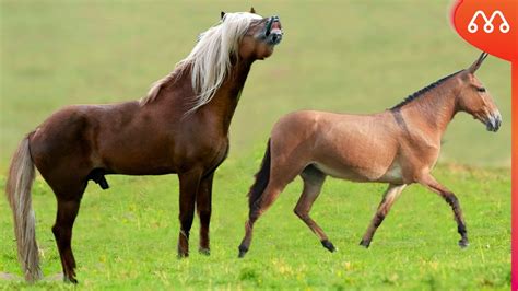 CRUZA DE CAVALO COM MULA